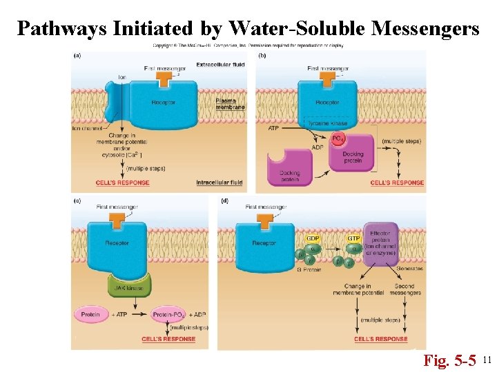 Pathways Initiated by Water-Soluble Messengers Fig. 5 -5 11 
