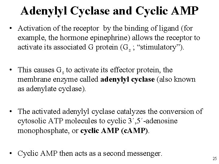 Adenylyl Cyclase and Cyclic AMP • Activation of the receptor by the binding of