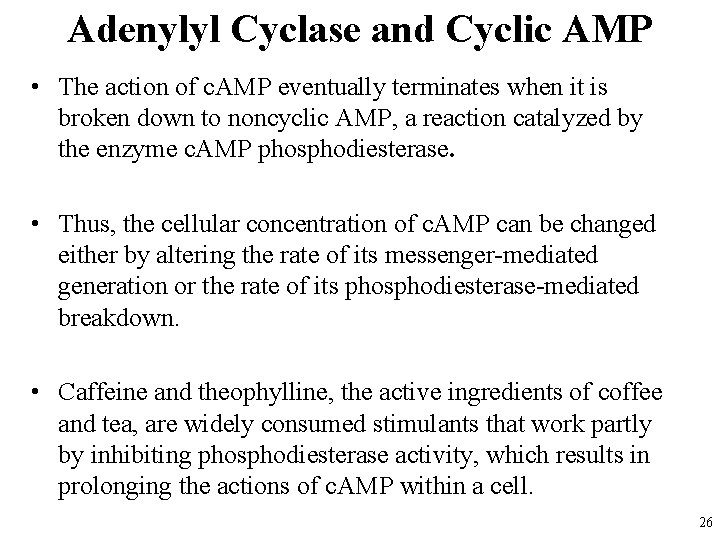 Adenylyl Cyclase and Cyclic AMP • The action of c. AMP eventually terminates when