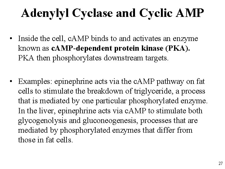 Adenylyl Cyclase and Cyclic AMP • Inside the cell, c. AMP binds to and