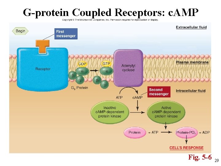 G-protein Coupled Receptors: c. AMP Fig. 5 -6 29 