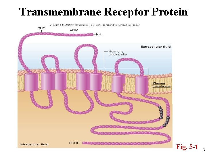 Transmembrane Receptor Protein Fig. 5 -1 3 