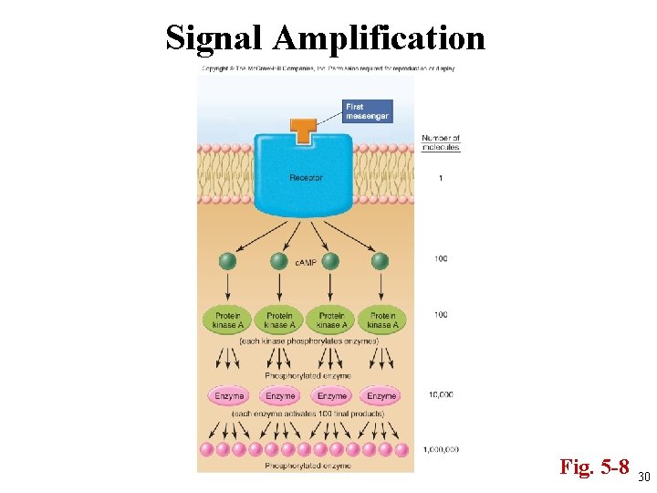 Signal Amplification Fig. 5 -8 30 
