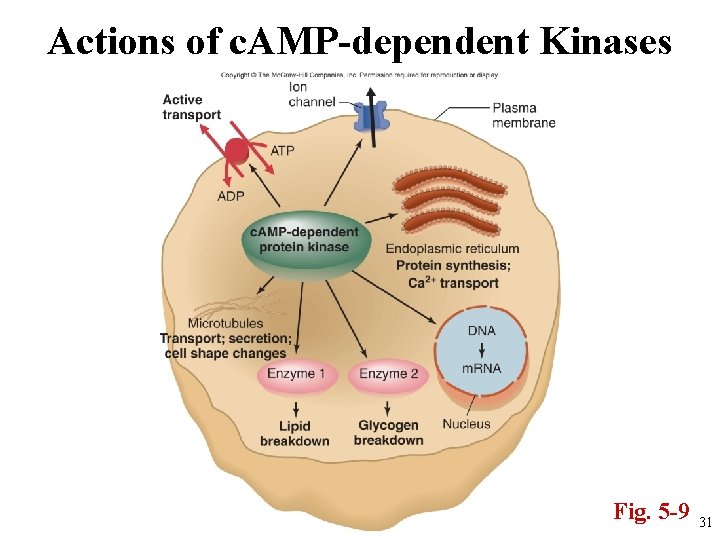 Actions of c. AMP-dependent Kinases Fig. 5 -9 31 