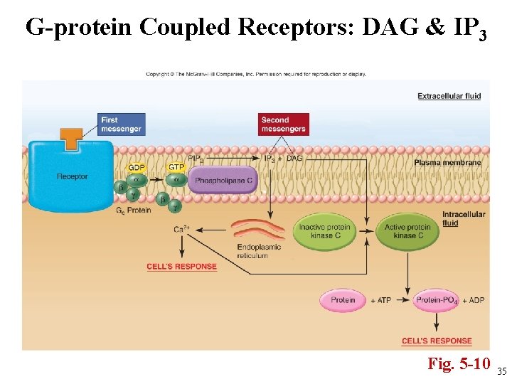 G-protein Coupled Receptors: DAG & IP 3 Fig. 5 -10 35 