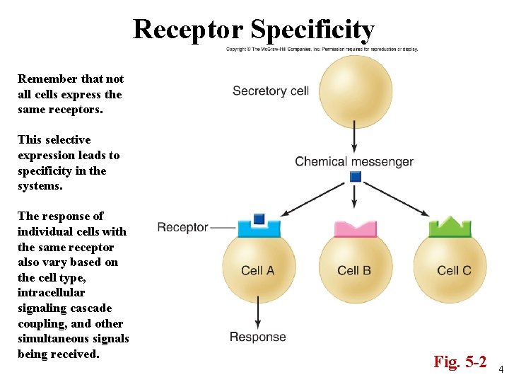 Receptor Specificity Remember that not all cells express the same receptors. This selective expression