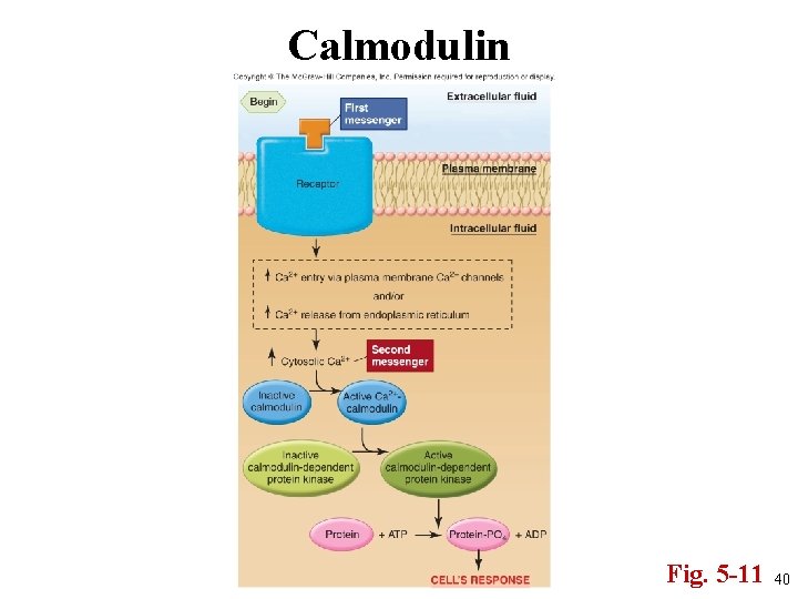 Calmodulin Fig. 5 -11 40 