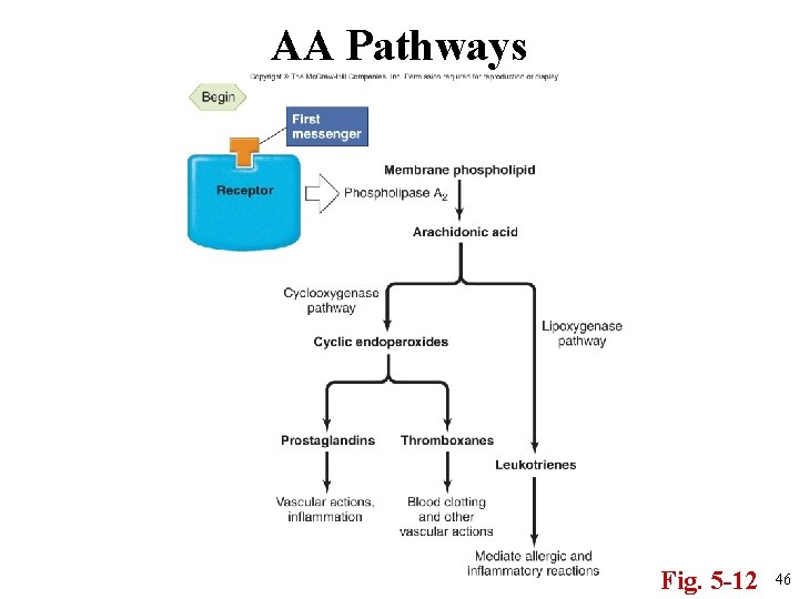 AA Pathways Fig. 5 -12 46 