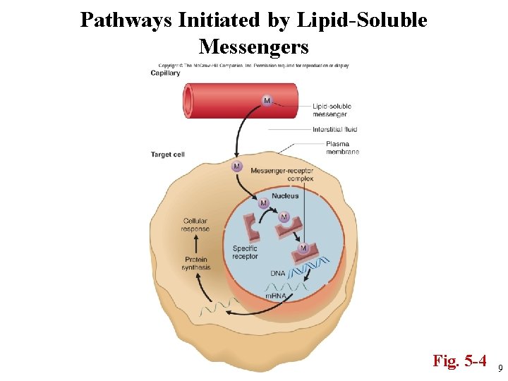 Pathways Initiated by Lipid-Soluble Messengers Fig. 5 -4 9 