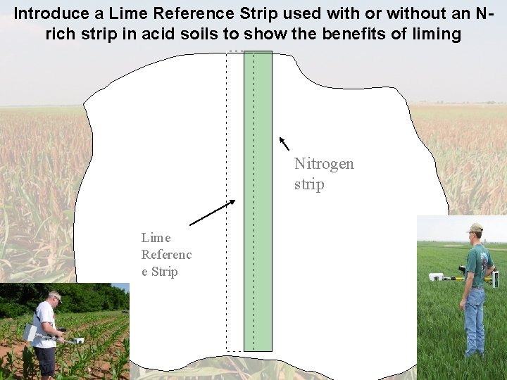 Introduce a Lime Reference Strip used with or without an Nrich strip in acid
