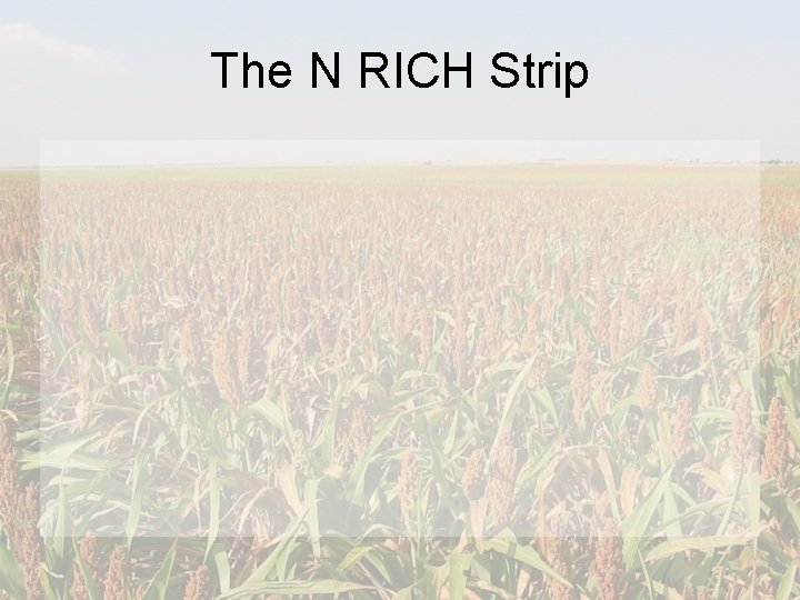 The N RICH Strip 