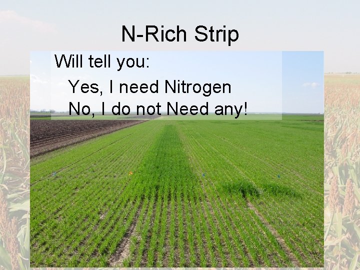 N-Rich Strip Will tell you: Yes, I need Nitrogen No, I do not Need