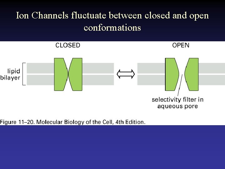 Ion Channels fluctuate between closed and open conformations 