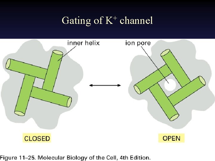 Gating of K+ channel 