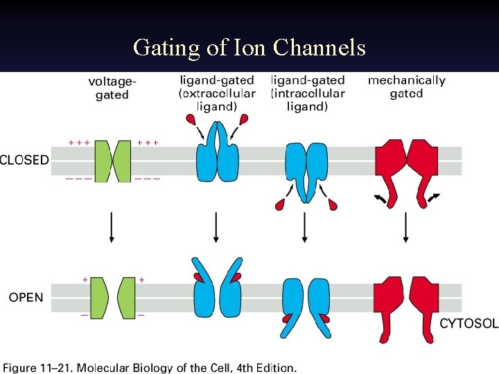 Gating of Ion Channels 