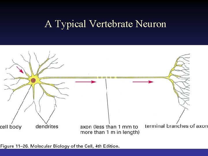 A Typical Vertebrate Neuron 
