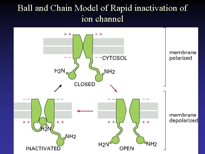 Ball and Chain Model of Rapid inactivation of ion channel 