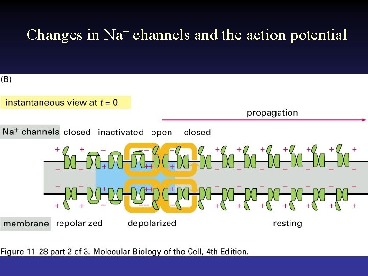 Changes in Na+ channels and the action potential 