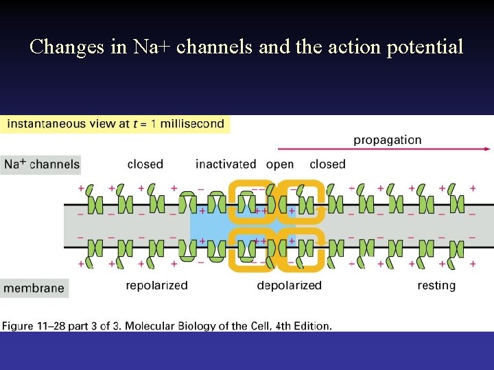 Changes in Na+ channels and the action potential 