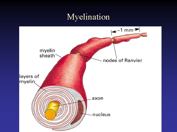 Myelination 