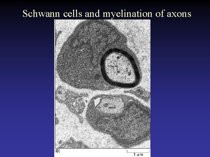 Schwann cells and myelination of axons 