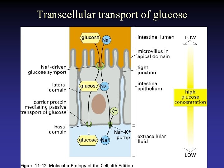 Transcellular transport of glucose 