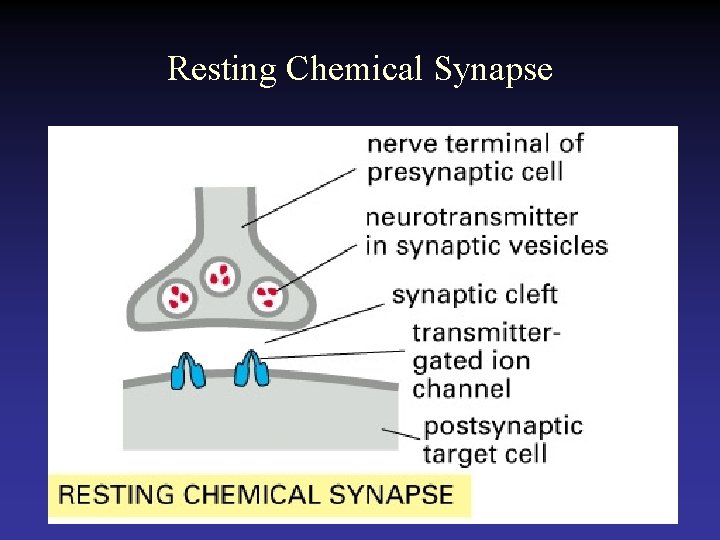 Resting Chemical Synapse 