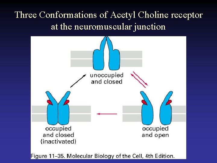 Three Conformations of Acetyl Choline receptor at the neuromuscular junction 