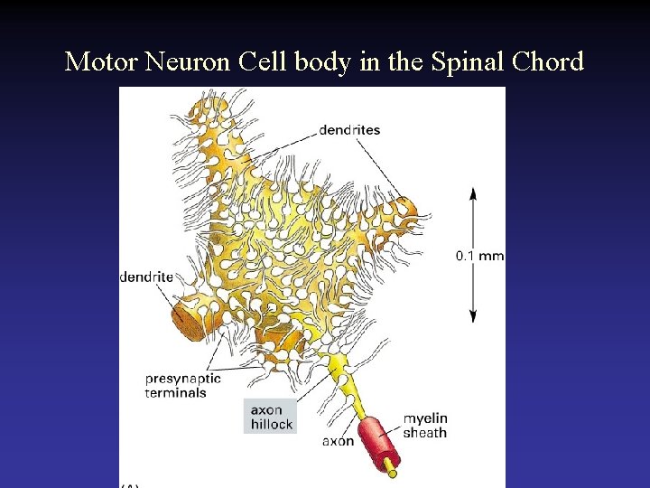 Motor Neuron Cell body in the Spinal Chord 