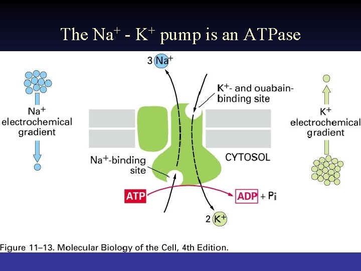 The Na+ - K+ pump is an ATPase 