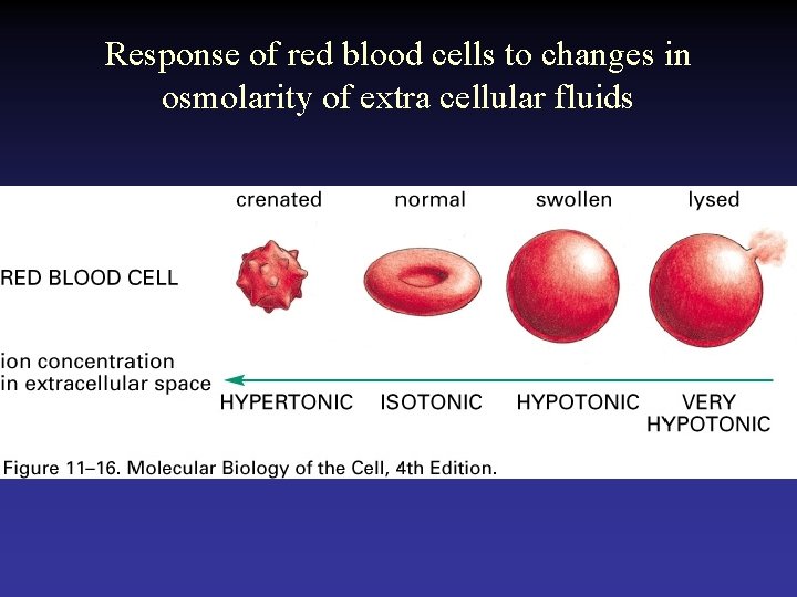 Response of red blood cells to changes in osmolarity of extra cellular fluids 