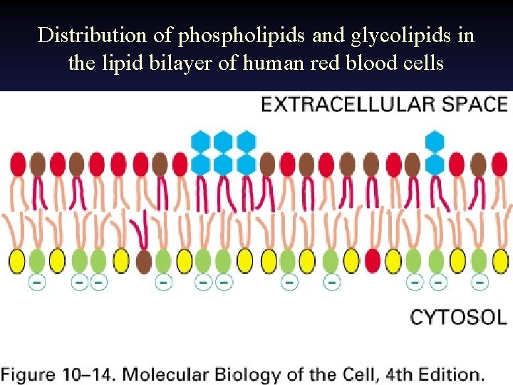 Distribution of phospholipids and glycolipids in the lipid bilayer of human red blood cells