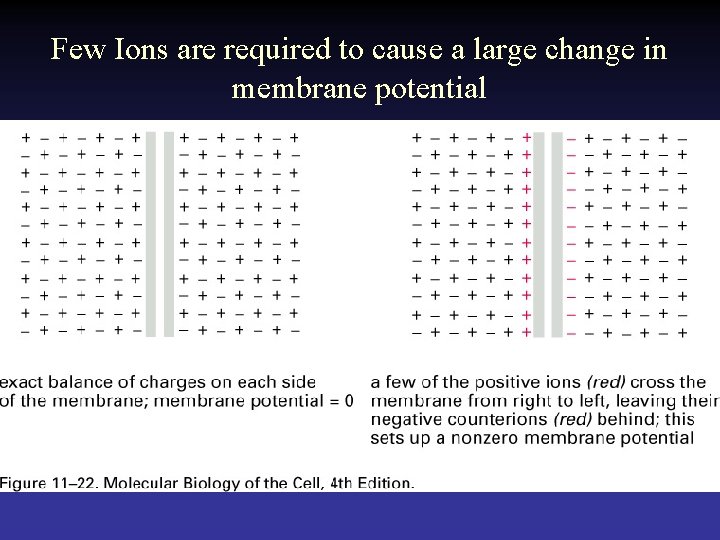 Few Ions are required to cause a large change in membrane potential 