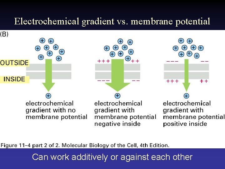 Electrochemical gradient vs. membrane potential Can work additively or against each other 