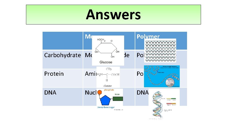 Answers Monomer Polymer Carbohydrate Monosaccharide Polysaccharide Protein Amino acid Polypeptide DNA Nucleotide DNA and