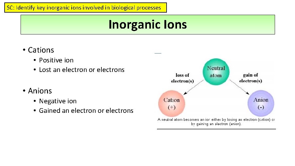 SC: Identify key inorganic ions involved in biological processes Inorganic Ions • Cations •