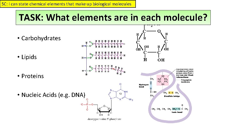 SC: I can state chemical elements that make up biological molecules TASK: What elements