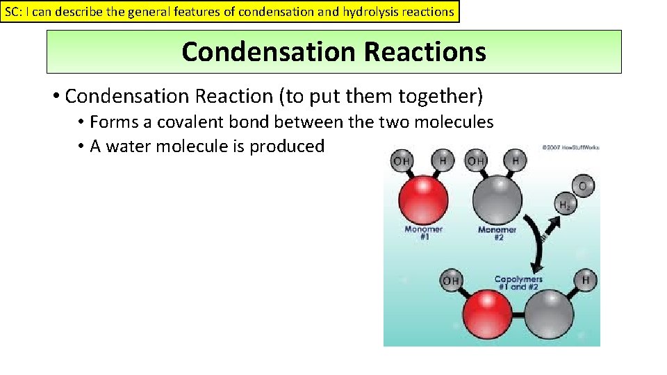 SC: I can describe the general features of condensation and hydrolysis reactions Condensation Reactions