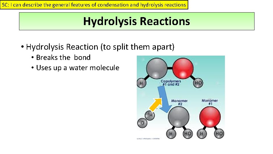 SC: I can describe the general features of condensation and hydrolysis reactions Hydrolysis Reactions