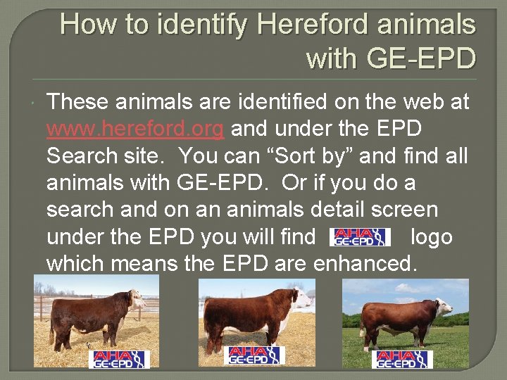 How to identify Hereford animals with GE-EPD These animals are identified on the web