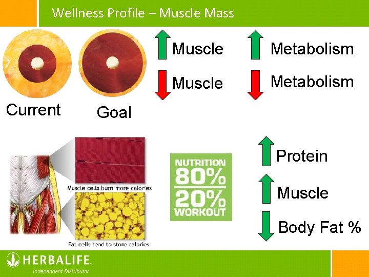 Wellness Profile – Muscle Mass Current Muscle Metabolism Goal Protein Muscle Body Fat %
