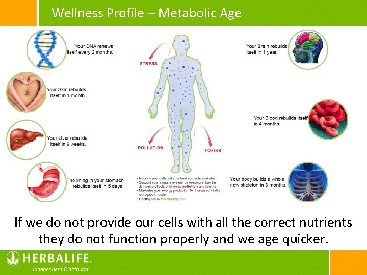 Wellness Profile – Metabolic Age We are made of trillions of different cells They