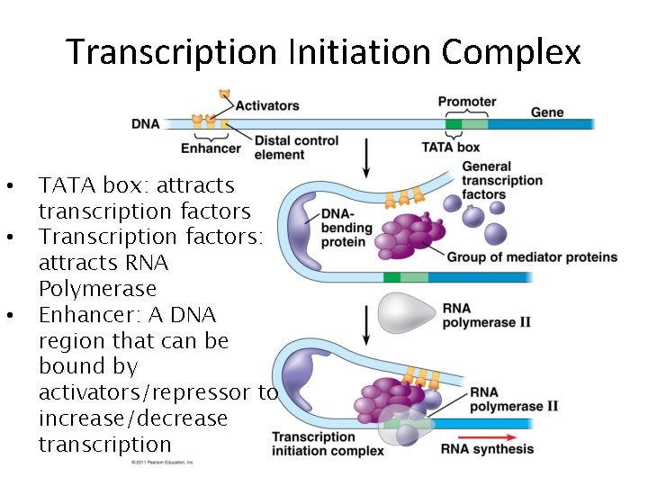 Transcription Initiation Complex • • • TATA box: attracts transcription factors Transcription factors: attracts