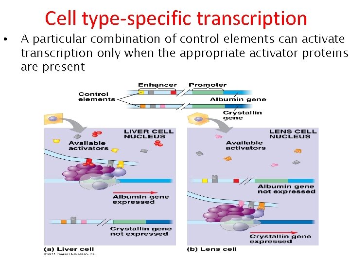 Cell type-specific transcription • A particular combination of control elements can activate transcription only