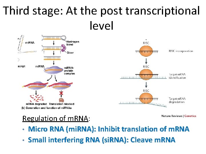 Third stage: At the post transcriptional level Regulation of m. RNA: • Micro RNA