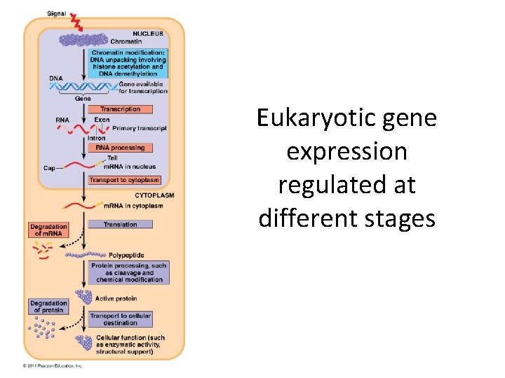 Eukaryotic gene expression regulated at different stages 