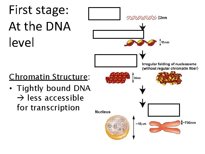 First stage: At the DNA level Chromatin Structure: • Tightly bound DNA less accessible