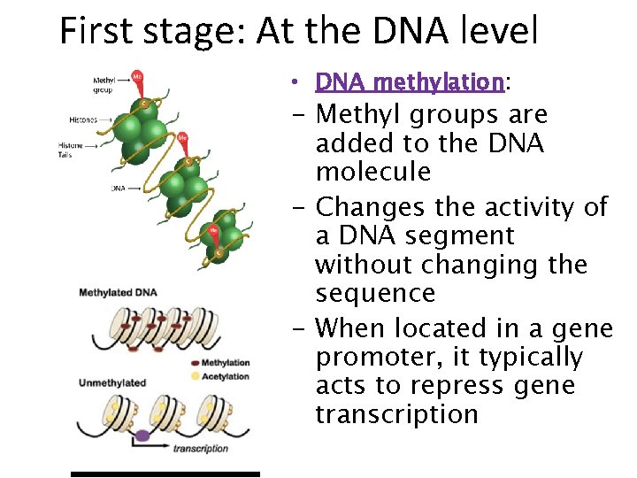 First stage: At the DNA level • DNA methylation: - Methyl groups are added