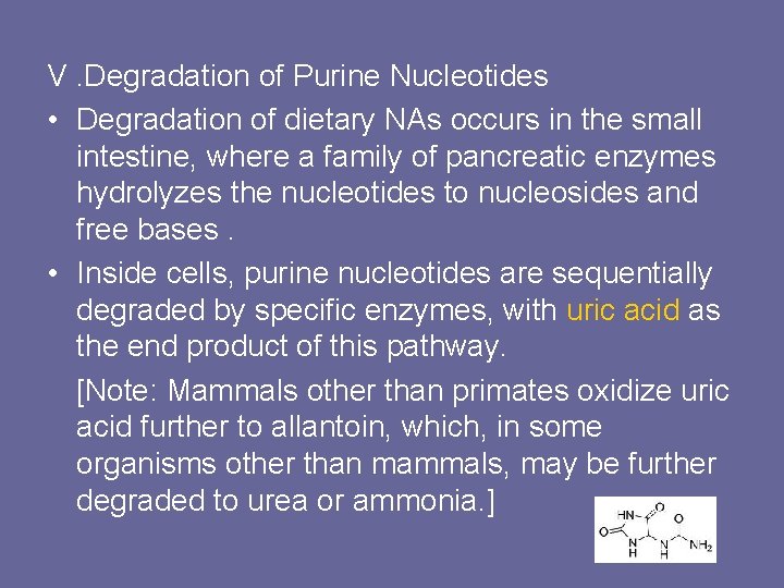 V. Degradation of Purine Nucleotides • Degradation of dietary NAs occurs in the small