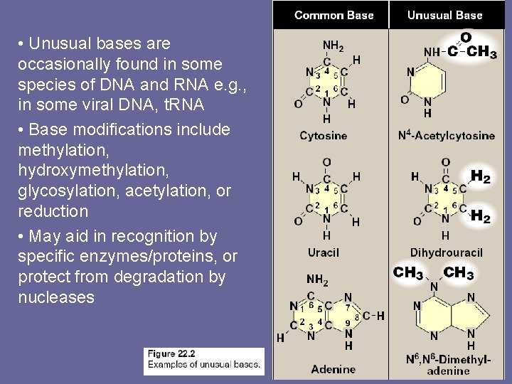  • Unusual bases are occasionally found in some species of DNA and RNA